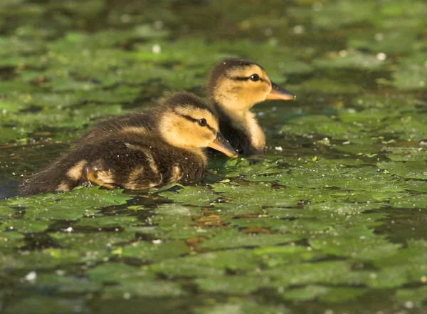 su ducklings yeşilbaş ördek