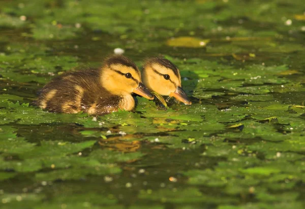 Su ducklings yeşilbaş ördek — Stok fotoğraf