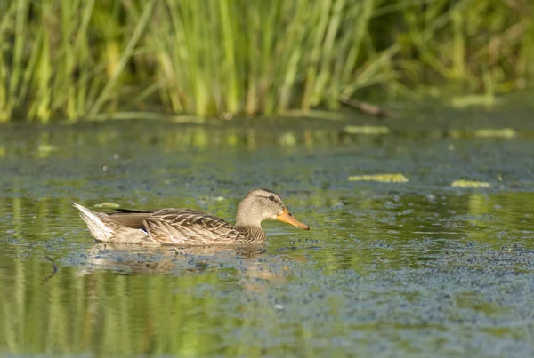 Mallard Duck in Danube Delta — Stock Photo, Image