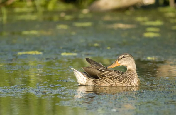 Mallard πάπια στο Δέλτα του Δούναβη — Φωτογραφία Αρχείου