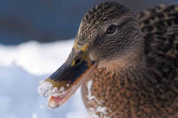 Mallard Duck female portrait in winter — Stock Photo, Image