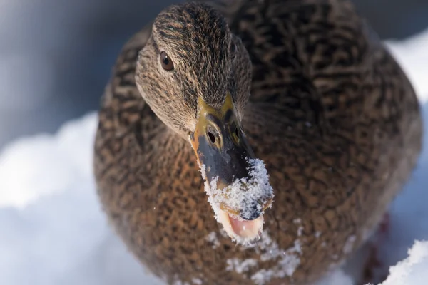 Mallard Duck female portrait in winter — Stock Photo, Image
