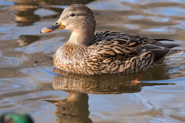 Tőkés réce nő a víz — Stock Fotó