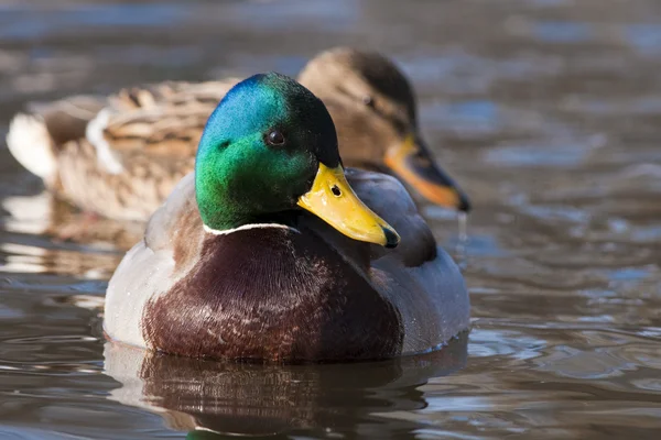 Par de pato Mallard na água — Fotografia de Stock