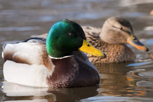Mallard Duck pair on water — Stock Photo, Image