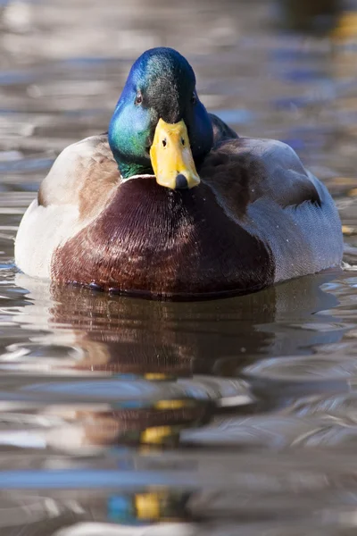 Mallard Duck Male on Water — Stock Photo, Image