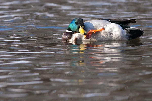 Mallard Duck Male scratching on Water — Stock Photo, Image