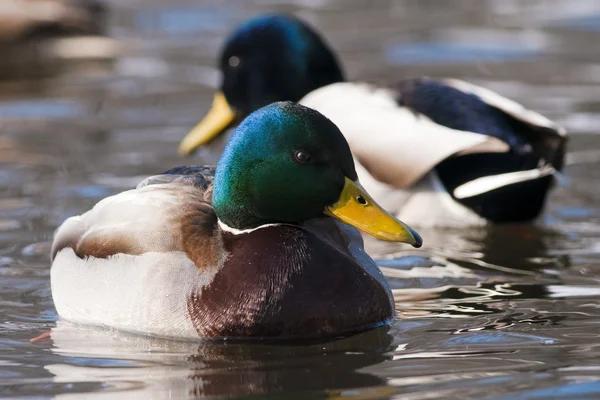 Dois pato Mallard macho na água — Fotografia de Stock