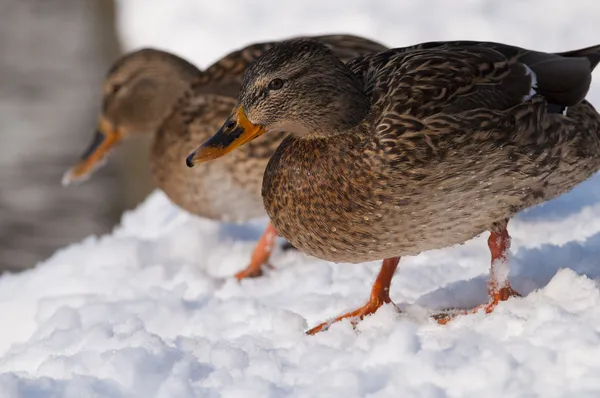 Two Mallard Duck (female) on Snow — Stock Photo, Image