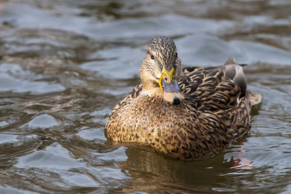 Pato Mallard, fêmea, sobre a água — Fotografia de Stock