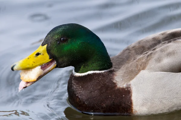 Mallard Duck Portrait — Stock Photo, Image