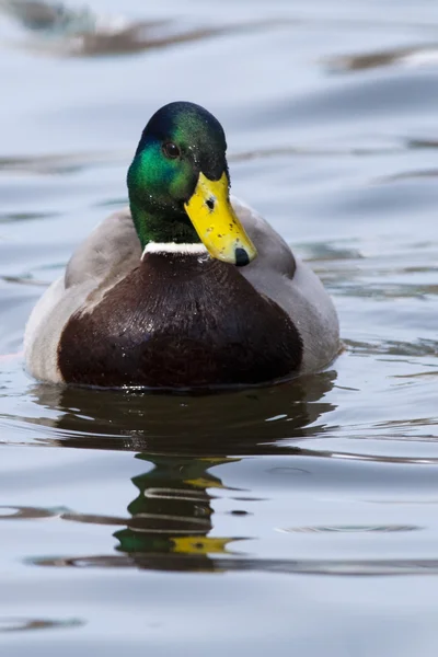 Pato Mallard, macho, em Água — Fotografia de Stock