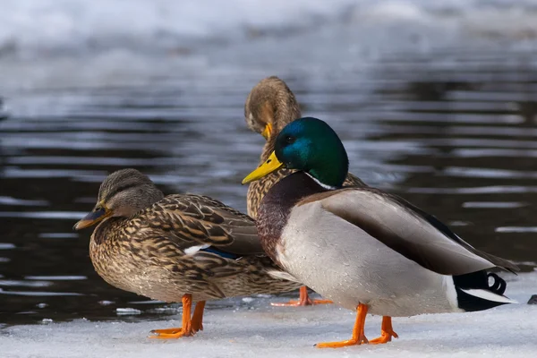 Mallard Ducks on Ice — Stock Photo, Image