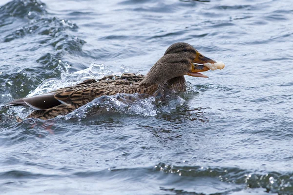 Mallard Ducks, female, — Stock Photo, Image