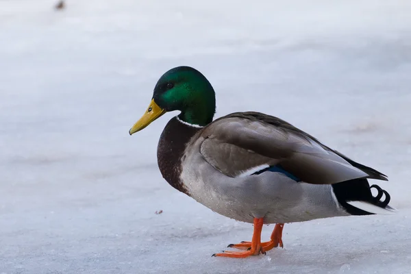 Mallard Duck, male on ice — Stock Photo, Image