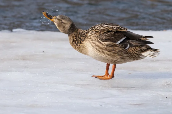 Mallard Duck on ice — Stock Photo, Image