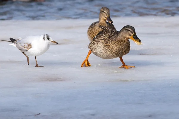 Duck and Gull on ice — Stock Photo, Image