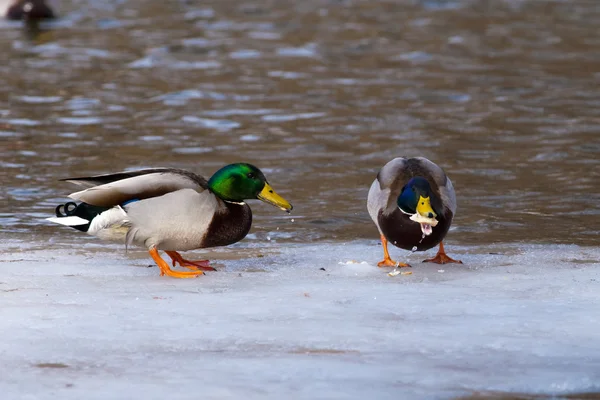 Two Mallard Ducks, males, on ice — Stock Photo, Image