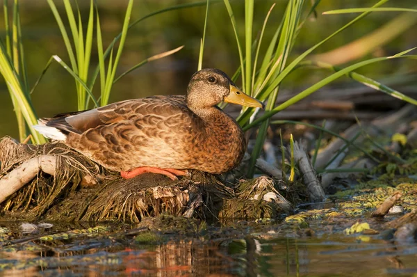 Mallard Duck resting — Stock Photo, Image