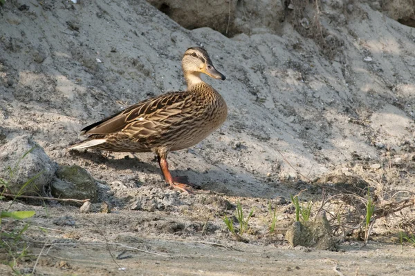 Canard colvert femelle — Photo