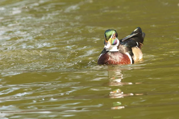 Pato de madera Drake en el agua —  Fotos de Stock