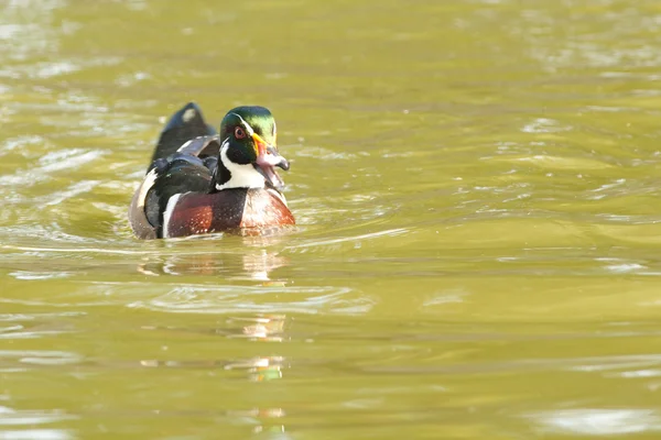 Drake anatra di legno — Foto Stock