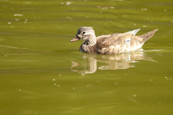 Hout duck vrouw — Stockfoto