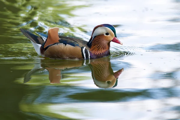 Mandarin Duck — Stock Photo, Image