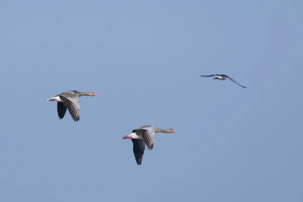 Greylag Geese in flight — Stock Photo, Image