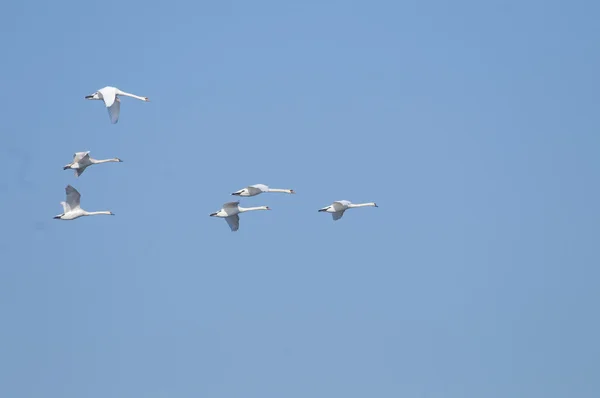 Mute Swan Flock — Stock Photo, Image