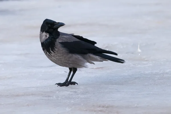 Kråka på is — Stockfoto