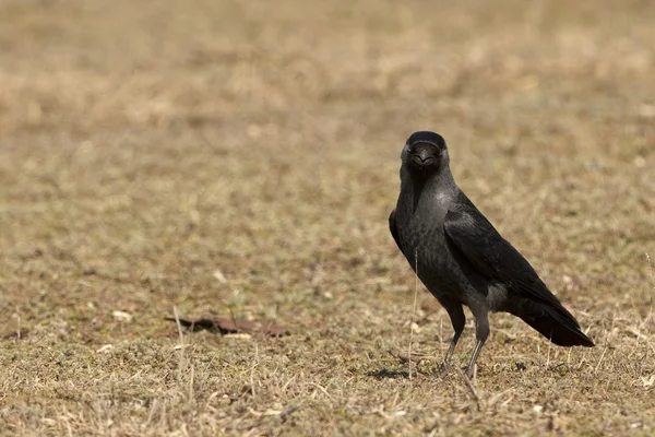 Черная ворона с капюшоном — стоковое фото