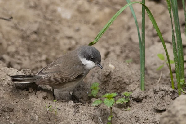 Менш Whitethroat на підставі — стокове фото