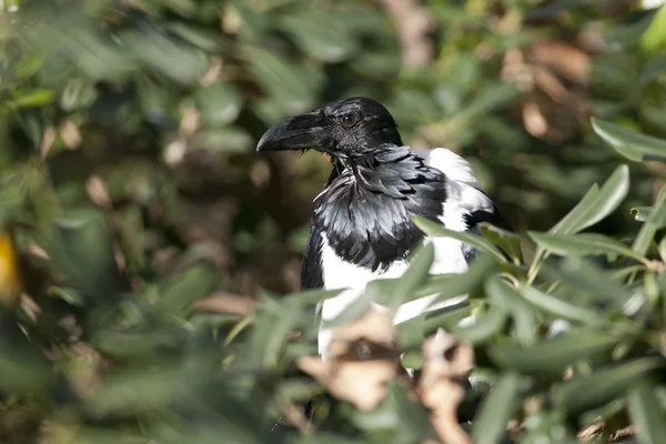 Svartvit kråka (Corvus albus) — Stockfoto