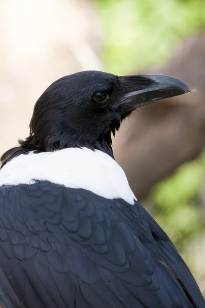 Pied Crow (Corvus albus) — Stock Photo, Image
