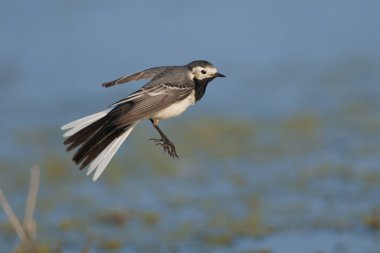 Beyaz kuyruksallayan