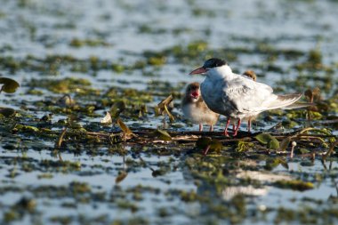 yuva üzerinde bayağı sumru