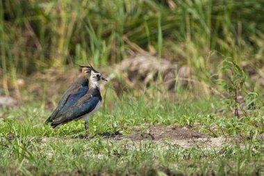 Kuzey lapwings çifti