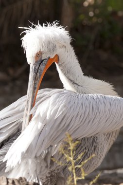 Dalmatian Pelican Preening