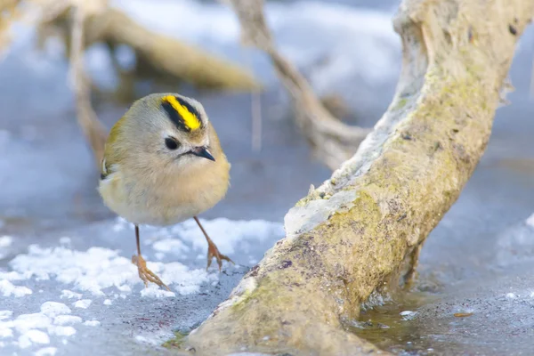 Goldcrest en una rama — Foto de Stock