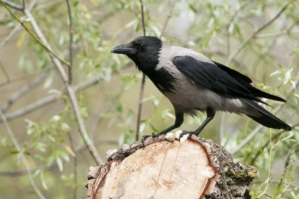 Hooded crow — Stock Photo, Image