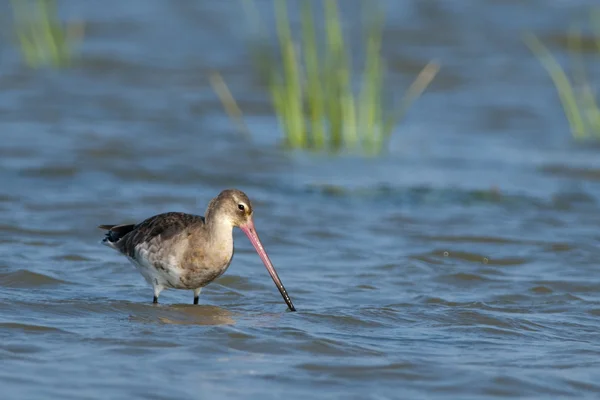 Black Tailed Godwit (Limosa limosa) — Stock Photo, Image