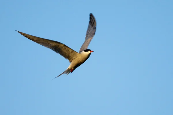 Common Tern in flight — Stock Photo, Image