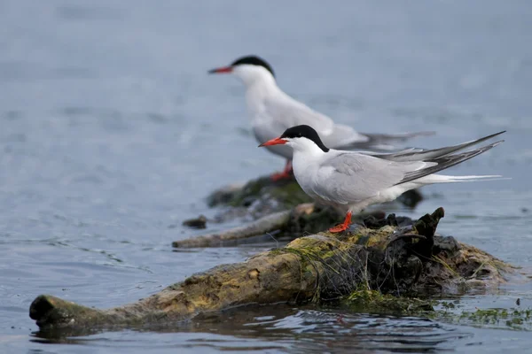 Common Tern Pair on a log — Stock Photo, Image