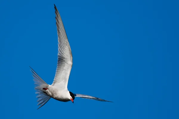 Gewone stern in vlucht — Stockfoto