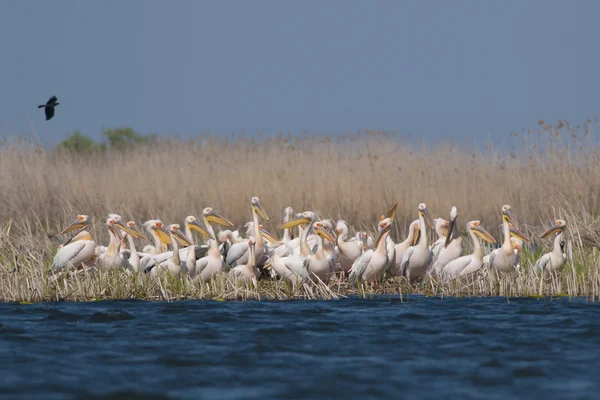 Witte pelikaan — Stockfoto