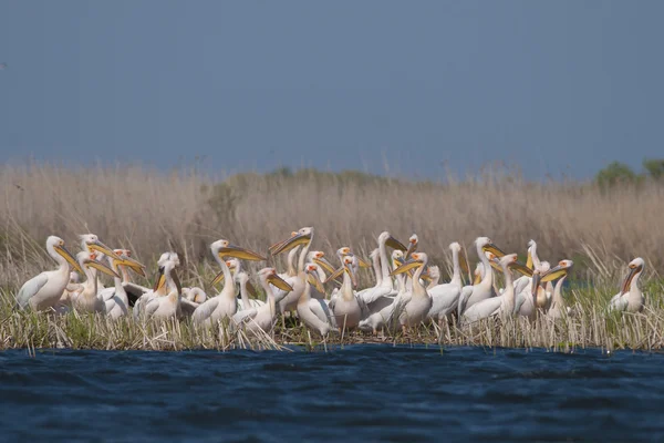 Pellicano bianco — Foto Stock