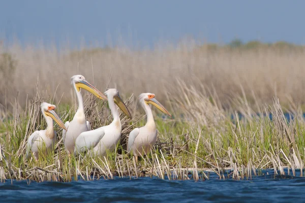 White Pelican — Stock Photo, Image