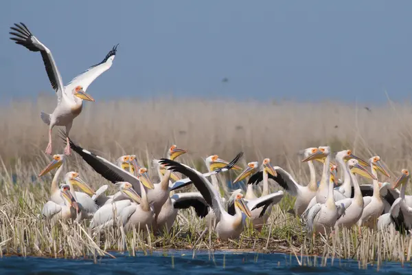 White Pelican — Stock Photo, Image