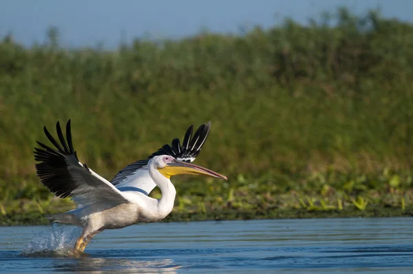 Bianco Pelican decollare — Foto Stock